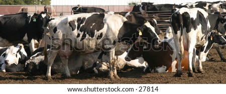A group of black and white cows do what cows do what cows do best, hang around. if you look closely the cow in the center has spots in the shape of a famous cartoon mouse
