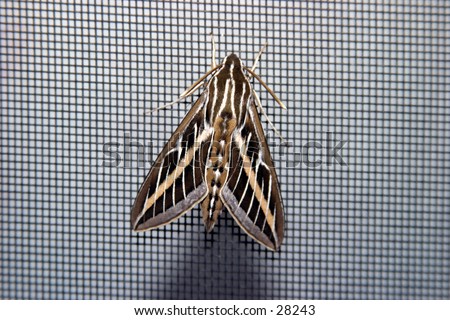 a moth sits on a small mesh gray screen showing that even a lowly moth can be a thing of great beauty