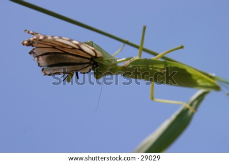 A praying mantis enjoys a lunch of a monarch butterfly,showing the circle of life in a unique way on the island of maui in hawaii.