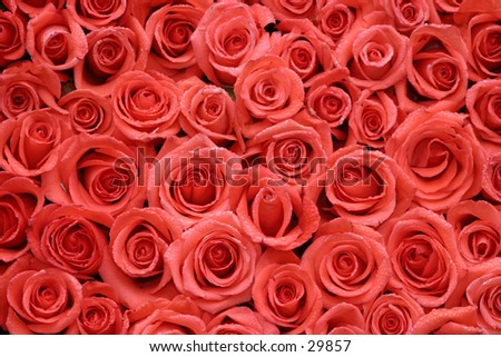 hot red roses packed side by side