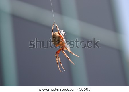 a rather large garden spider hangs from its web and decides which way it plans on going next