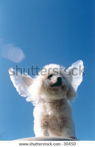 Beau a Bichon Frise streches his wings while standing upon a cliff and dreams of days when dogs could fly