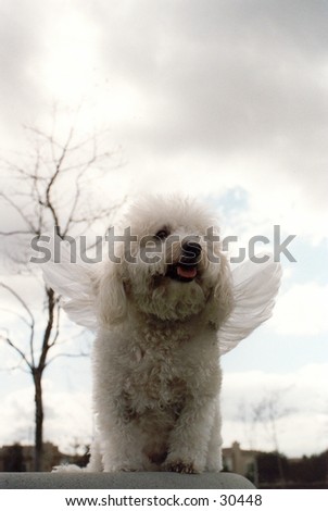 Beau a Bichon Frise streches his wings while standing upon a rock and thinks about how glad he isnt a cat