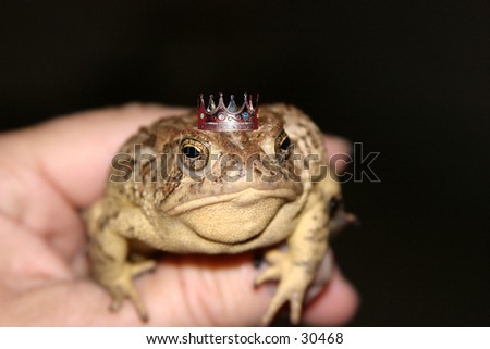 a toad sits in my hand one evening showing off its crown and proving its really a handsmome prince waiting for a damsel to kiss him and save him from the evil curse once placed upon him by a wicked witch