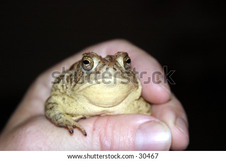 a toad sits in my hand one evening waiting for me to take its picture