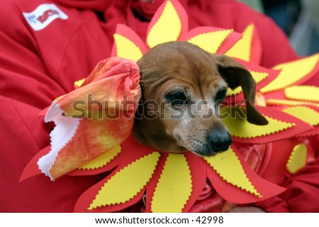 a cute small dog wears a flower costume during a parade