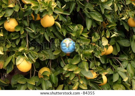 An orange tree grows bright orange fruit and a globe of the earth