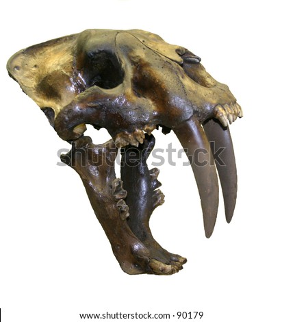  photo cropped on a white background skull of a Real Saber Tooth Tiger
