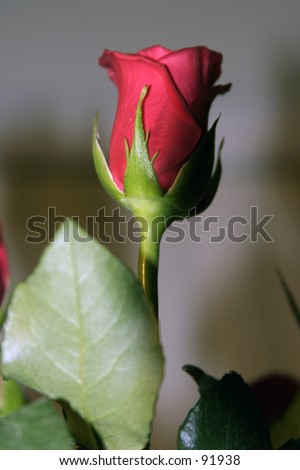 single red long stem rose against a out of focus background