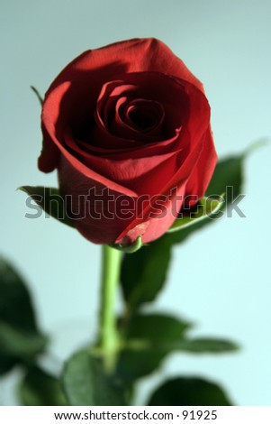 single red long stem rose against a light blue background