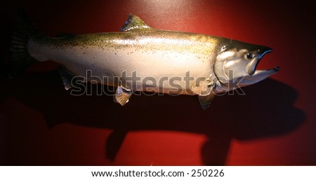 a stuffed and mounted king salmon on a red wall