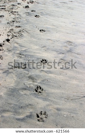 Day at the Dog Beach, man and best friends foot prints