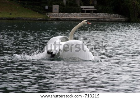 a swan starts to take off to fly to parts unknown