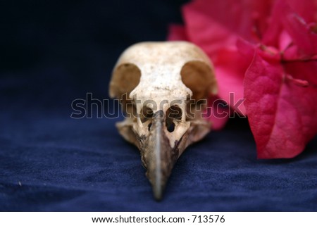 a crow skull on blue velvet with flowers