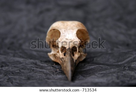 Crow Skull on black crumpled tissue paper