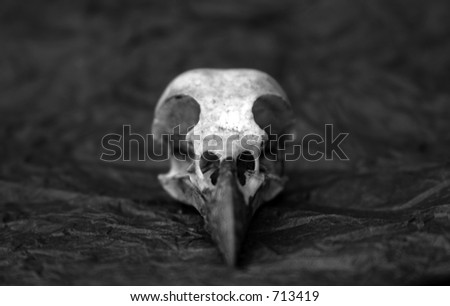 crow skull in black and white