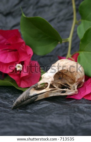 Crow Skull on black crumpled paper with pink bougainvilla flowers and green leaves