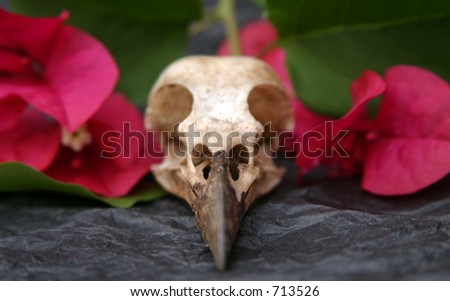 Crow Skull on black tissue paper with pink bougainvillea flowers and green leaves