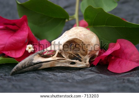 Crow Skull on black tissue paper with pink bougainvillea flowers and green leafs