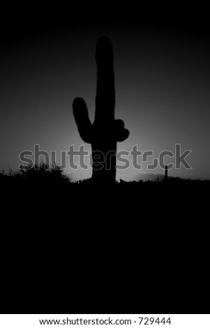 saguaro cactus in the morning at sunrise in black and white