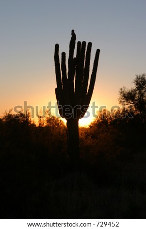 saguaro cactus in the morning at sunrise