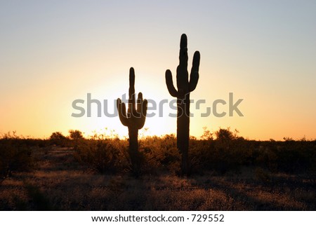 classic saguaro cactus in the sunrise of arizona