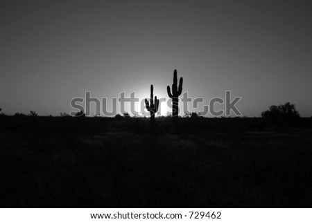 saguaro cactus in the morning at sunrise in black and white - soft focus