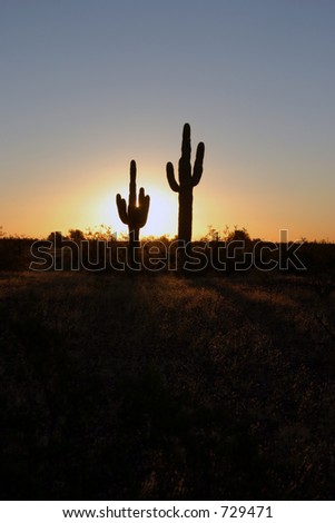 saguaro cactus in the morning at sunrise