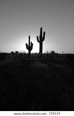 classic saguaro cactus in the sunrise of arizona in black and white