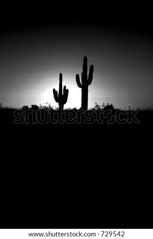classic saguaro cactus in the sunrise of arizona in arizona