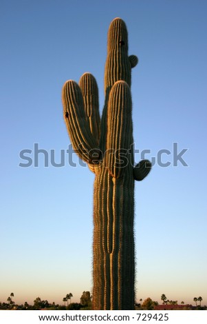 saguaro Cactus in the sunrise