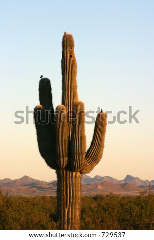 classic saguaro cactus in the sunrise of arizona