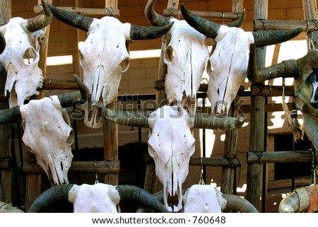 Old cow skulls for sale in New Mexico