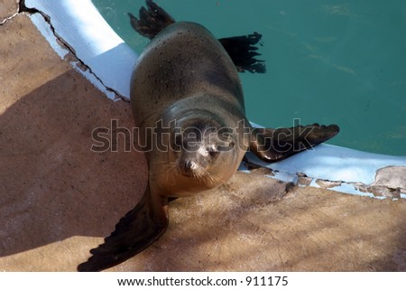 a california sea lion  (zalophus californianus) sits by its pool in a marine mammal rescue station
