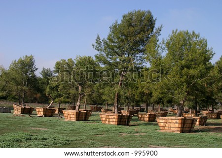 large trees in a tree farm in pots for future planting