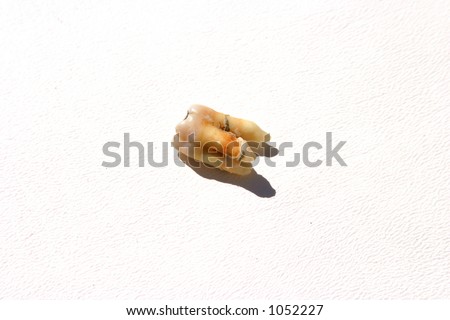 an extracted human tooth on white