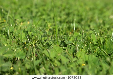 fresh cut green grass close up for backgrounds