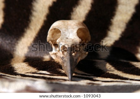 crow skull sits on a real piece of zebra fur