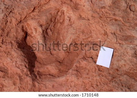 hadrosaurian (duckbilled) dinosaur foot print in Colorado with business card for size