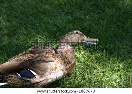 a female duck has a plastic ring caught in her mouth and needs help