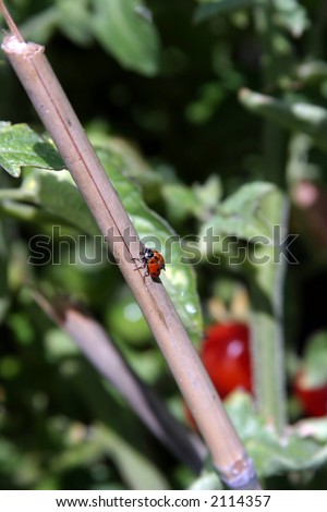 stink bugs in diffrent stages of life cycle and lady bugs live on my tomato plants