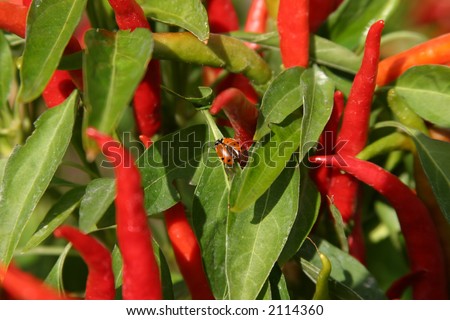 capsicum annuum growing in my garden with lady bugs and stink bugs