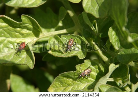 stink bugs in diffrent stages of life cycle and lady bugs live on my tomato plants