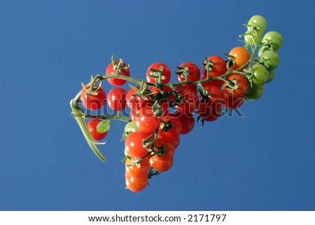 Fresh picked cherry tomatos from my garden on a mirror with a blue sky close up