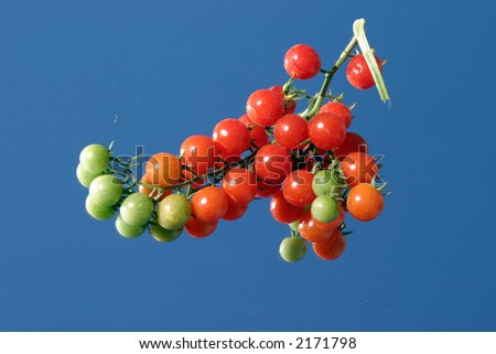 Fresh picked cherry tomatos from my garden on a mirror with a blue sky close up