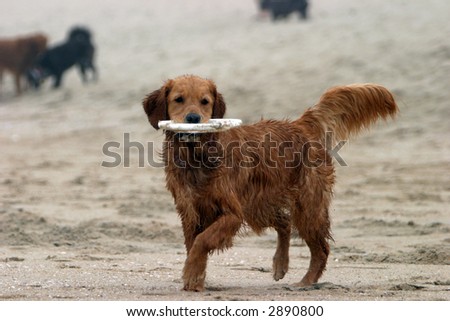 a beautiful golden retriever runs and plays on the Dog Beach area of Huntington Beach aka Surf City