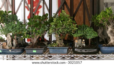 bonsai trees in pots for sale in china town in los angeles california