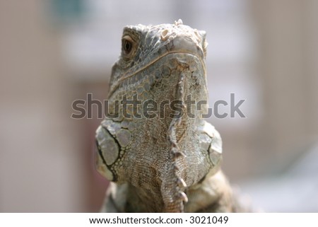 a large and happy iguana enjoys life outside in los angeles california\'s china town