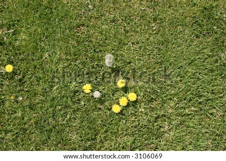 dandelions in fresh cut green grass