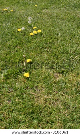 dandelions in fresh cut green grass